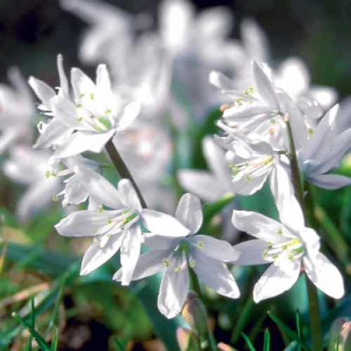 Siberica Alba